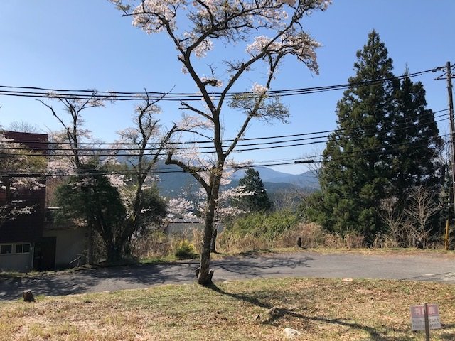 敷地内から眺望、山桜、日当り良好