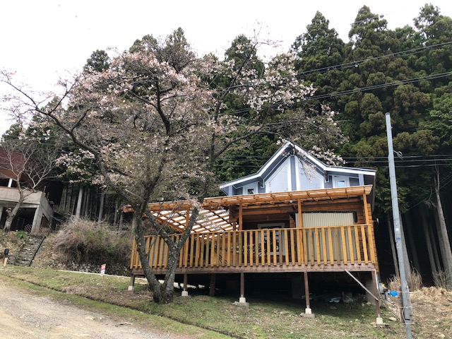 敷地内桜満開2です。